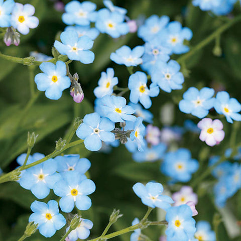 Forget-Me-Not