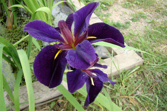 Black Gamecock Iris