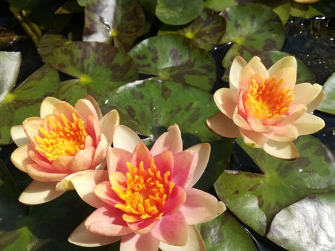 Miniature and Dwarf Water Lilies