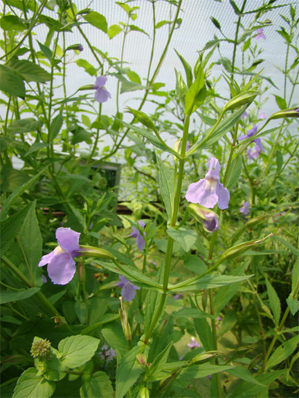 Lavender Musk