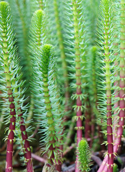 Mare's Tail