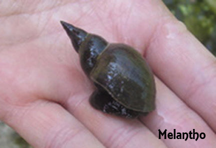 Melantho Snail