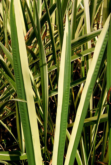 Variegated Sweet Flag