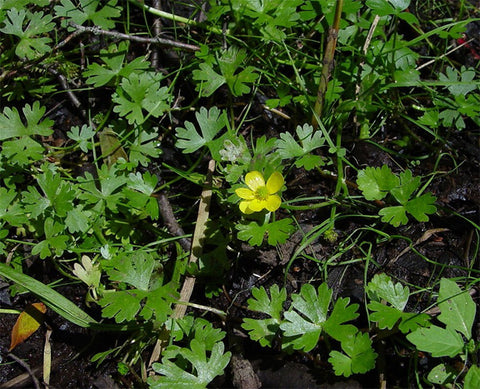 Water Crowfoot