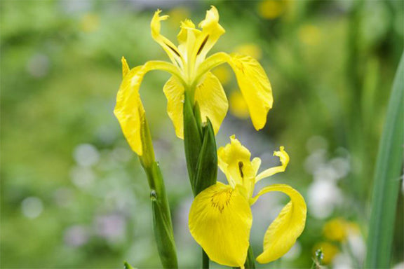 Yellow Iris