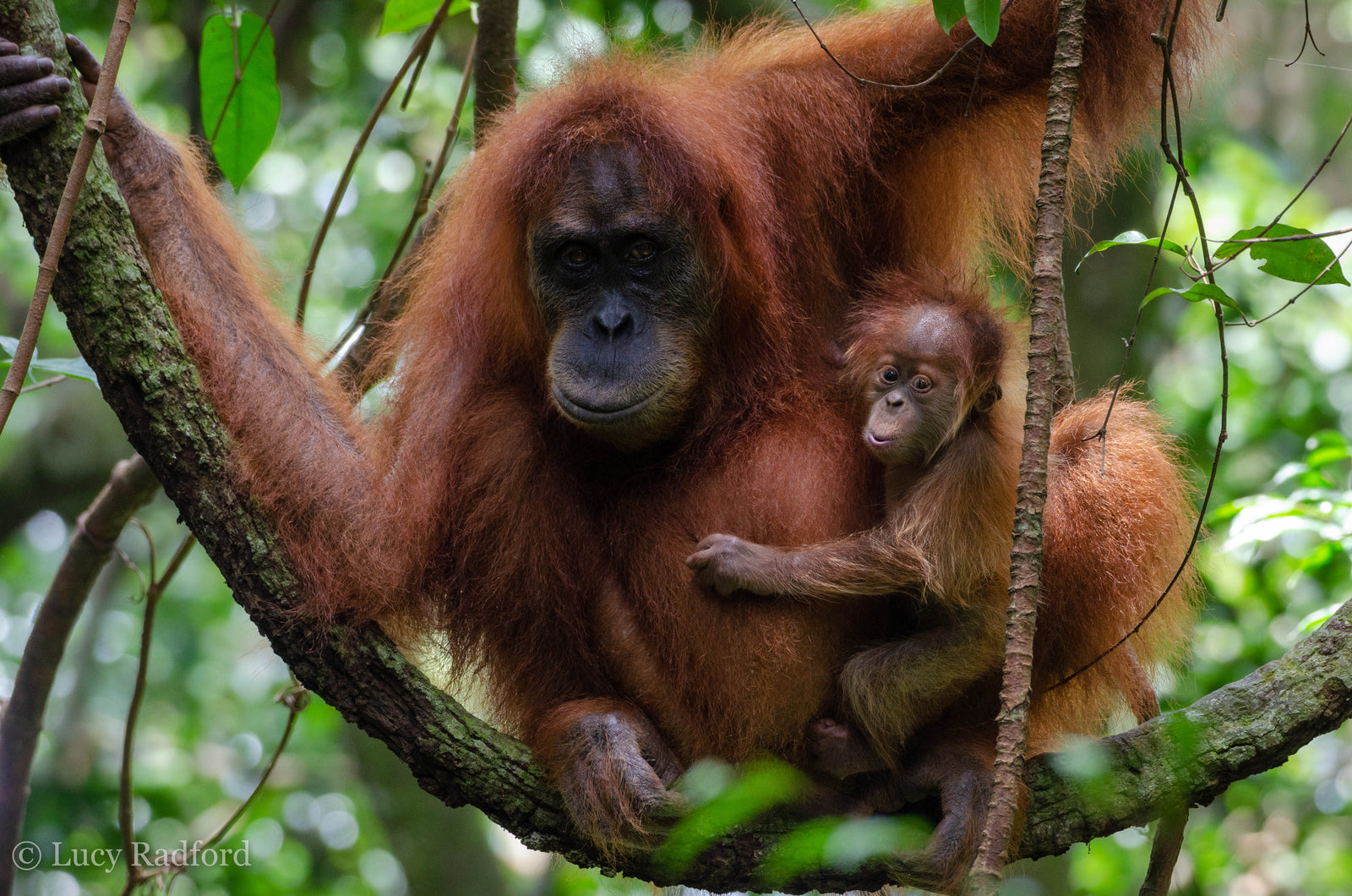 Sumatran Orangutan Society Save Our Orangutans Tentsile