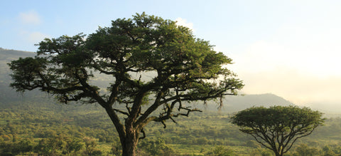 #EchoChamberDisruption Tanzania forest trees
