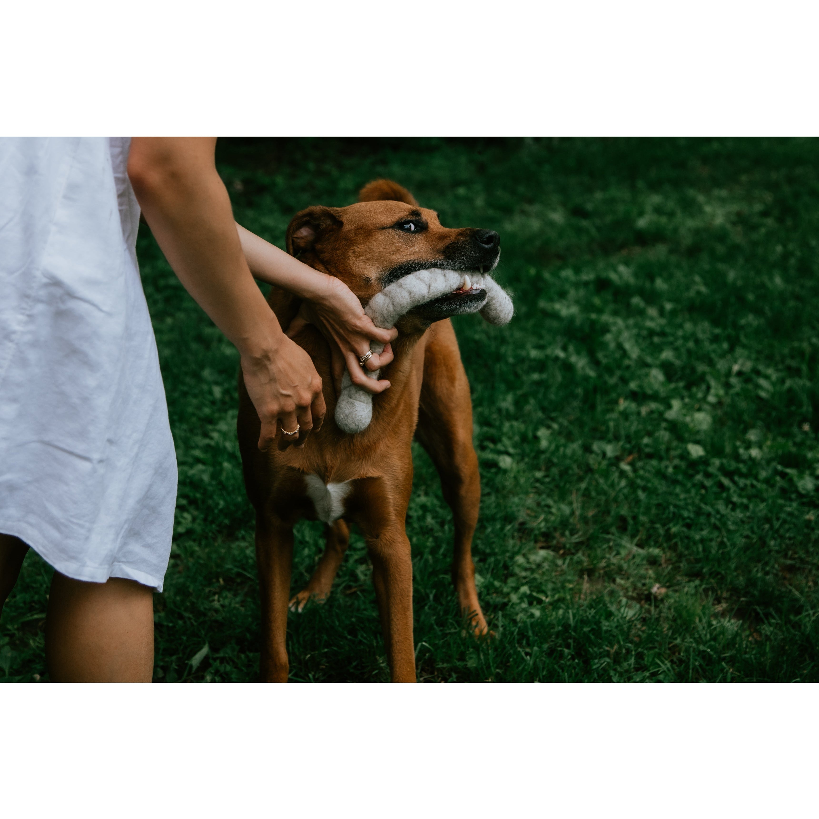 are dryer balls safe for dogs