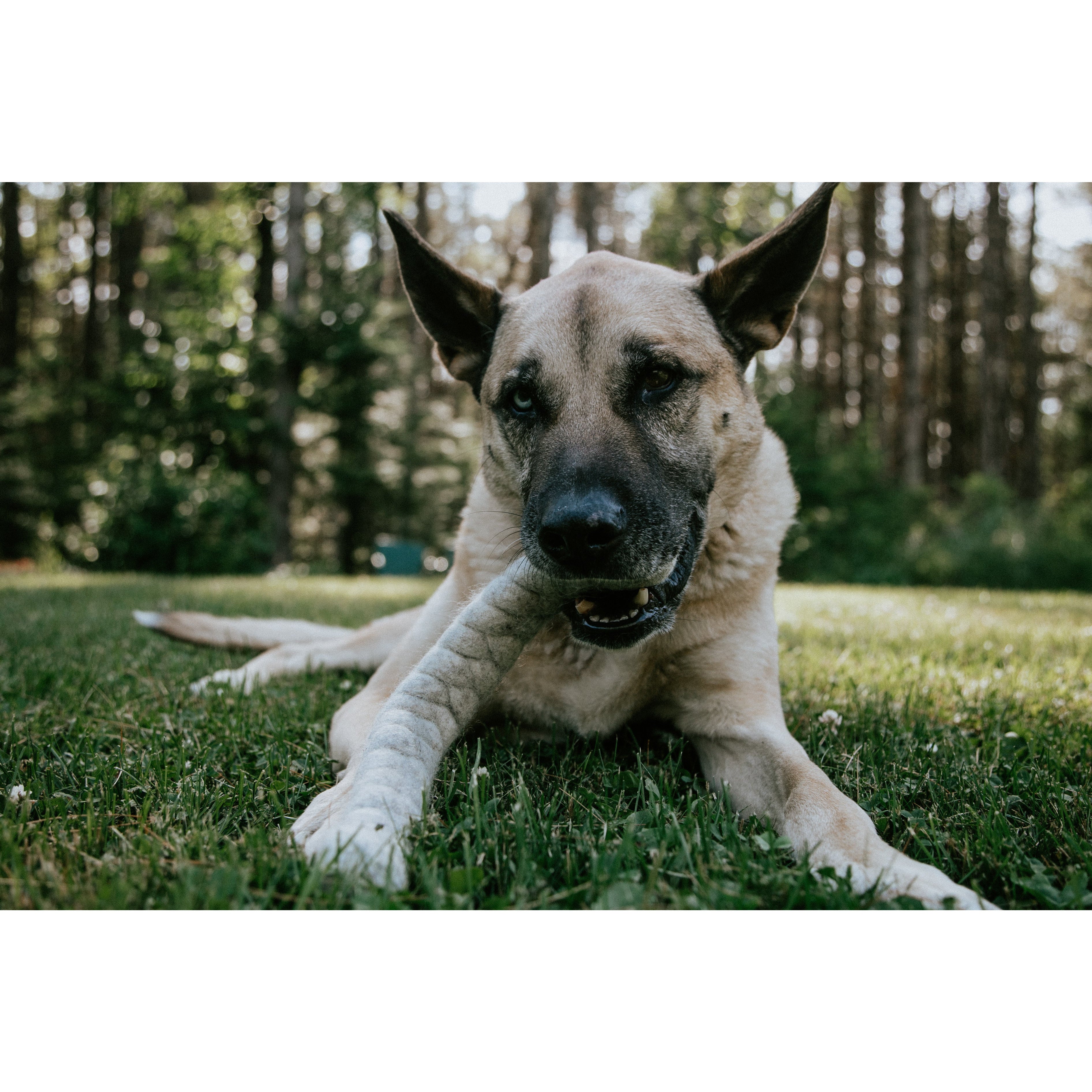 are dryer balls safe for dogs