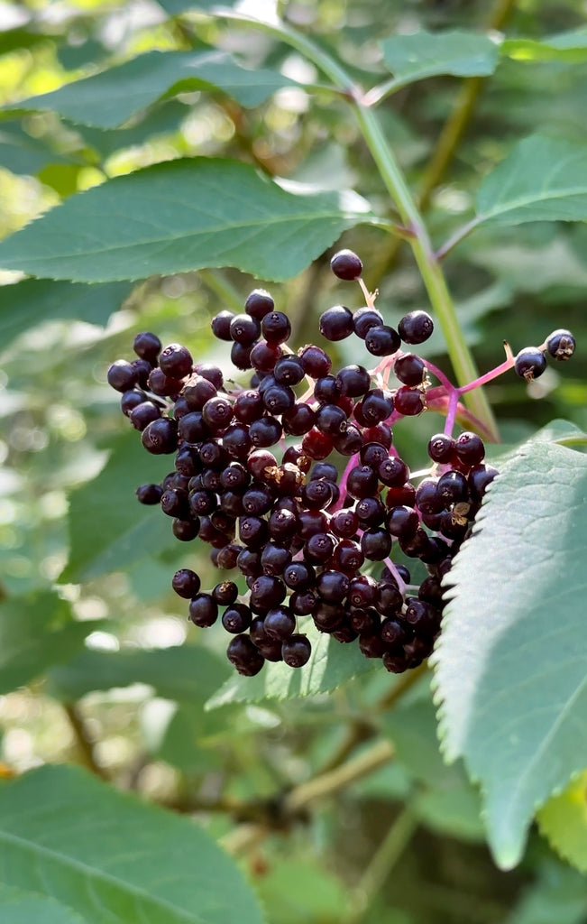 diy-elderberry-elixir