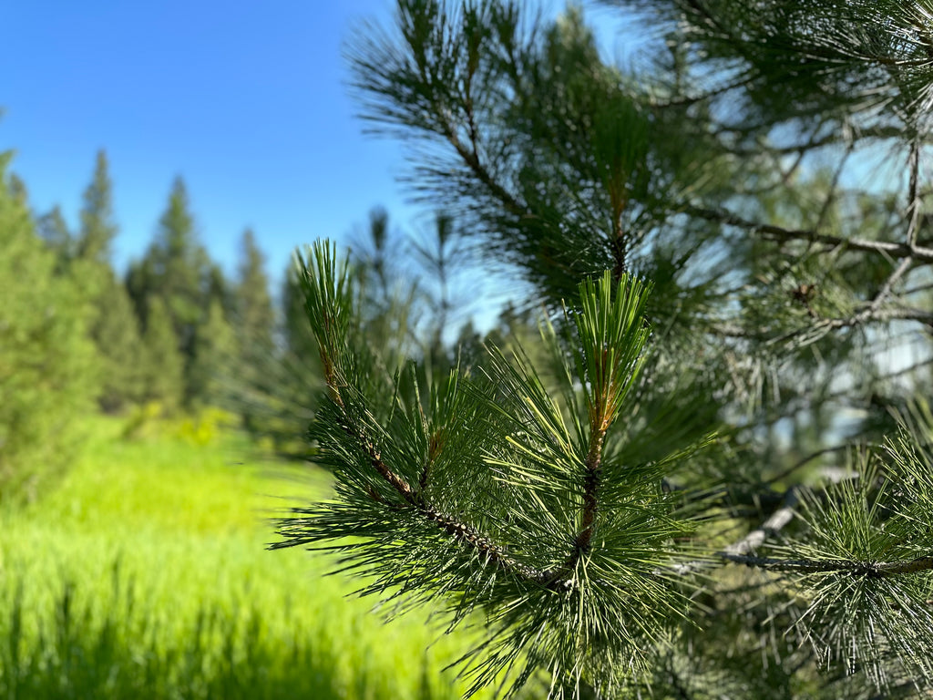 ponderosa-pine-tips-harvest