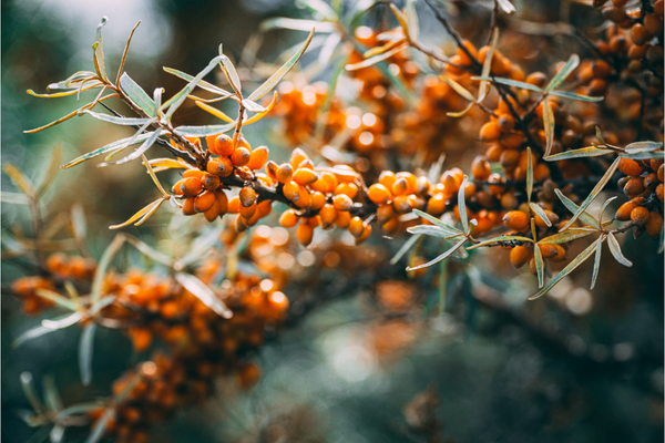 sea buckthorn for aging skin