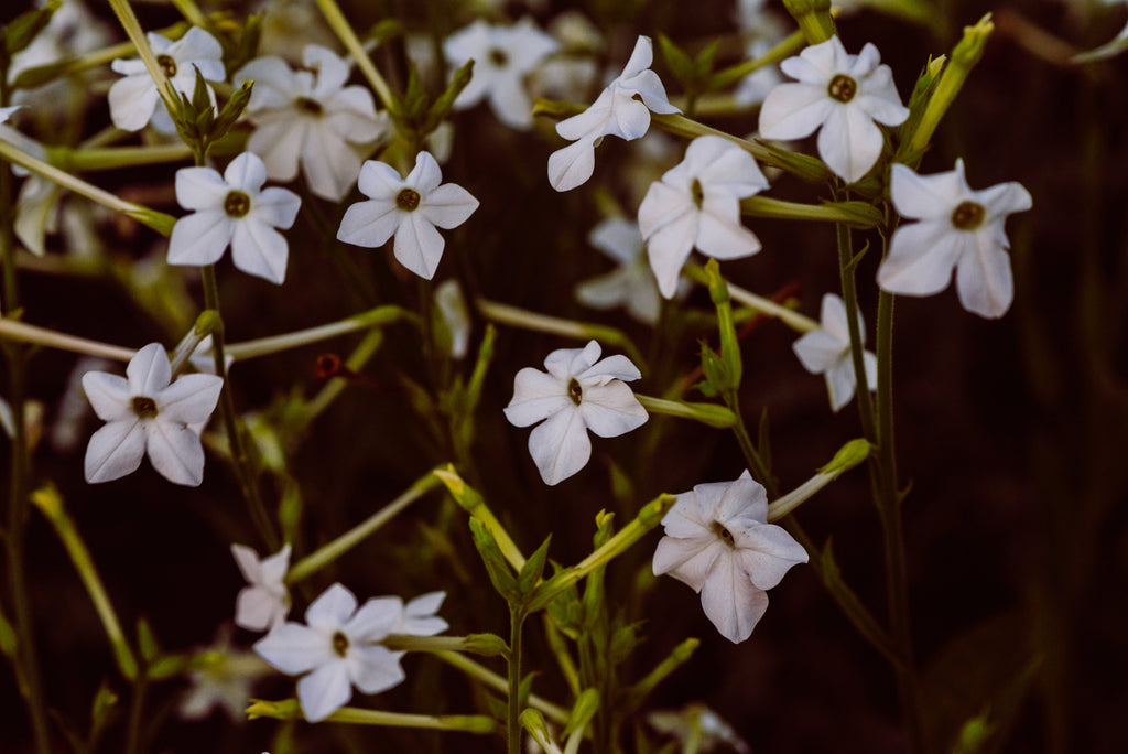 wild-carrot-herbals-serums