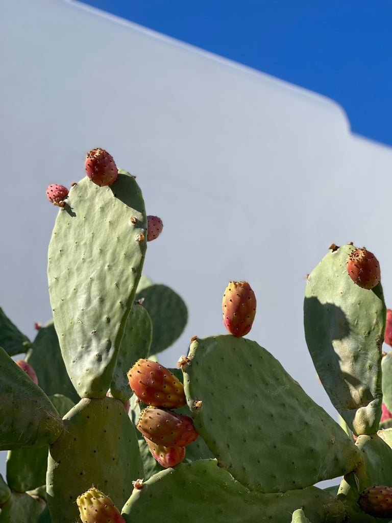 prickly pear seed oil