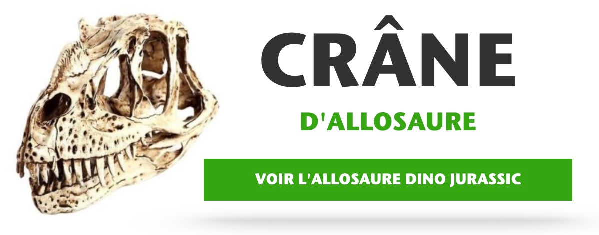 Crane d'Allosaure