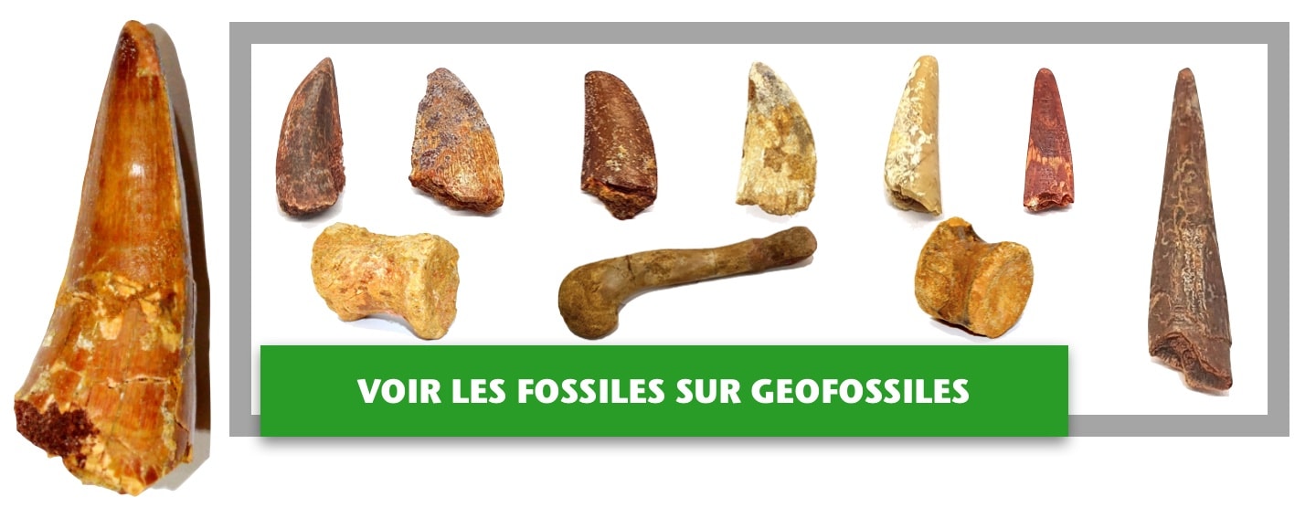 Fossiles Dinosaures