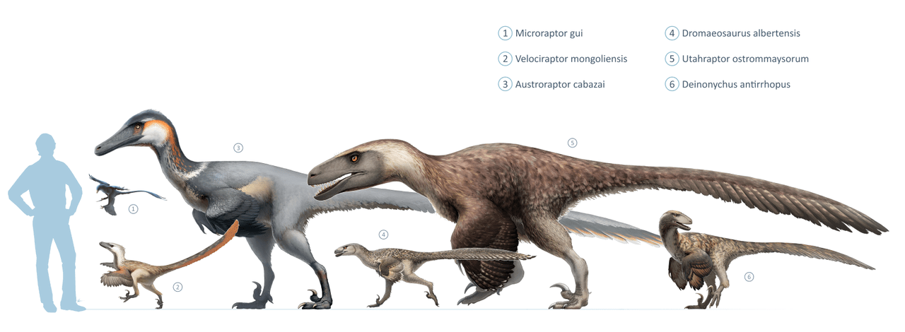 Taille du Velociraptor par rapport aux autres dromaeosaures