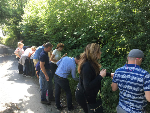 Team day picking wild strawberries