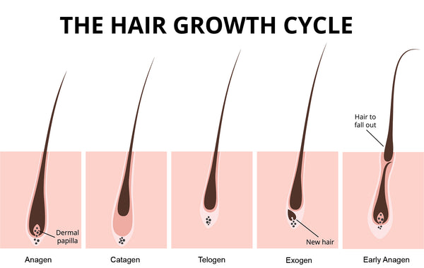 Facial Hair Growth Cycle