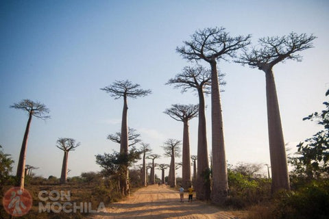 Safari en Madagascar por Con Mochila, Blog de viaje