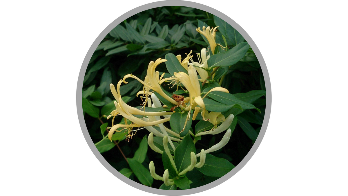 Certified Organic Lonicera Japonica (Honeysuckle) Flower Extract | Mokkie, CC BY-SA 3.0 <https://creativecommons.org/licenses/by-sa/3.0>, via Wikimedia Commons