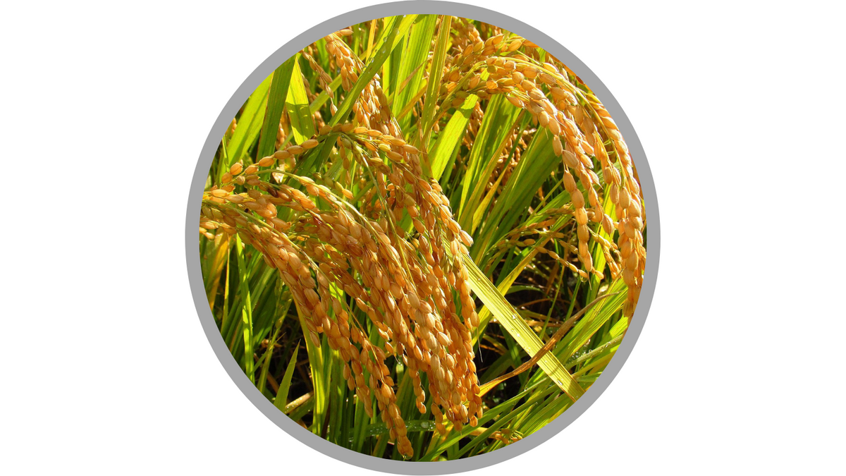 Certified Organic Oryza Sativa (Rice) Extract | あおもりくま,(Aomorikuma), CC BY-SA 4.0 <https://creativecommons.org/licenses/by-sa/4.0>, via Wikimedia Commons