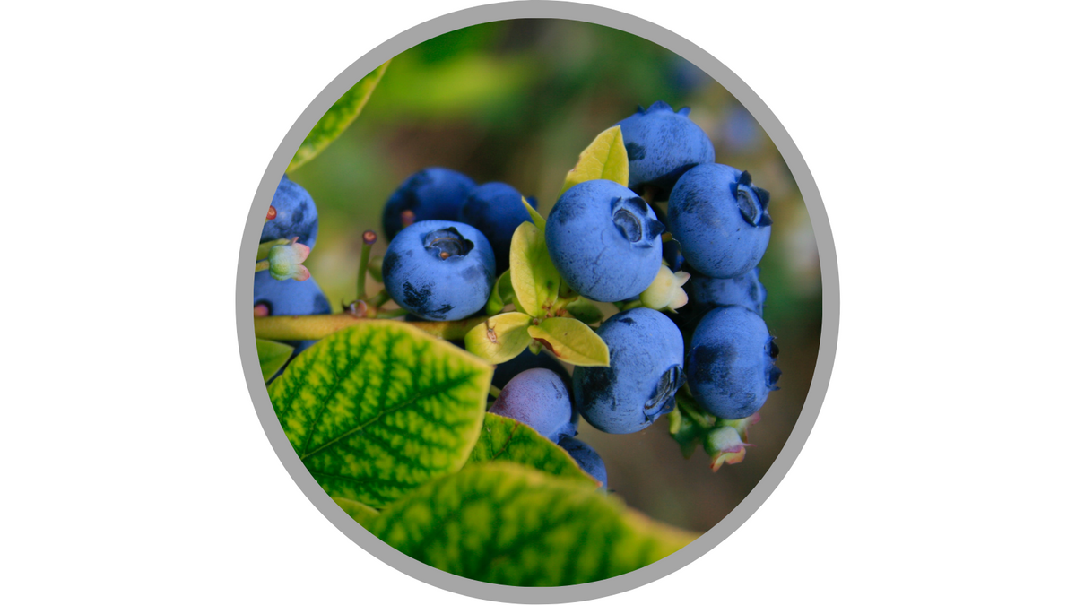 Certified Organic Vaccinium Angustifolium (Blueberry) Fruit Extract | Photo by Élisabeth Joly on Unsplash
