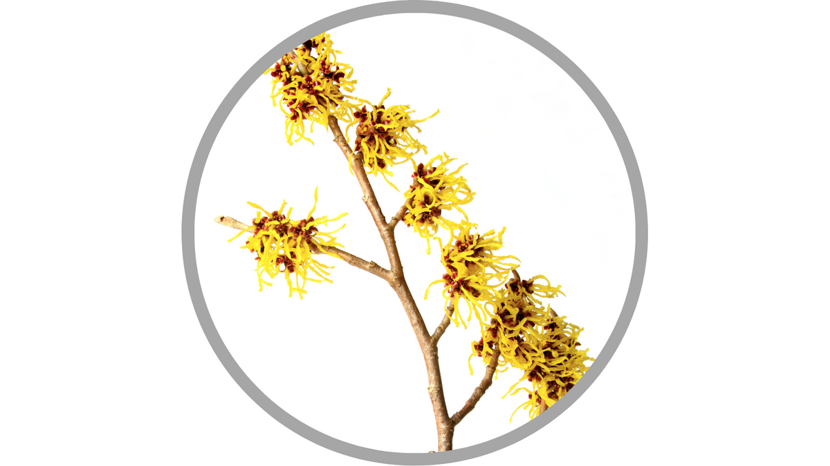 Certified Organic Hamamelis Virginiana (Witch Hazel) Distillate