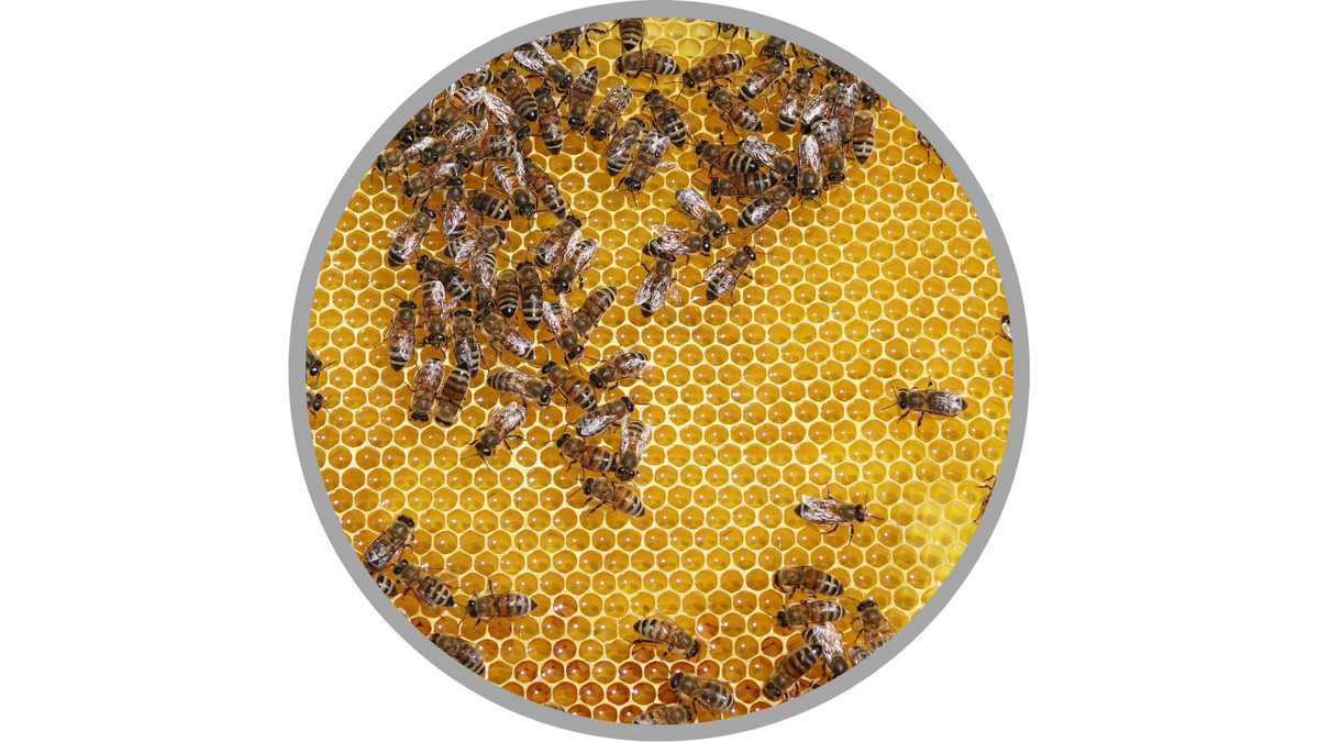Certified Organic Beeswax