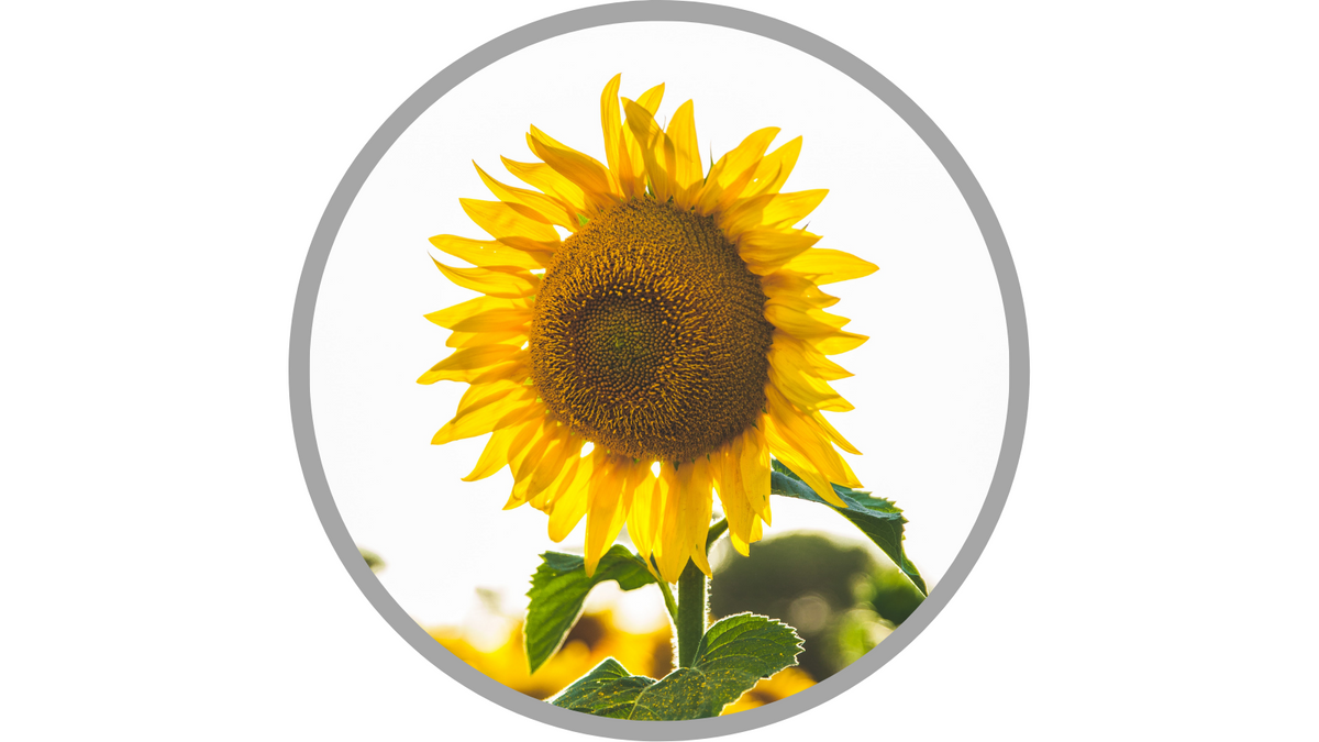 Certified Organic Helianthus Annuus (Sunflower) Seed Oil | Photo by Paul Green on Unsplash