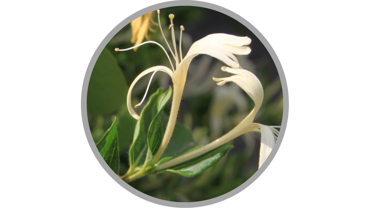 Certified Organic Lonicera Caprifolium (Honeysuckle) Flower Extract | Emilian Robert Vicol from Com. Balanesti, Romania, CC BY 2.0 <https://creativecommons.org/licenses/by/2.0>, via Wikimedia Commons