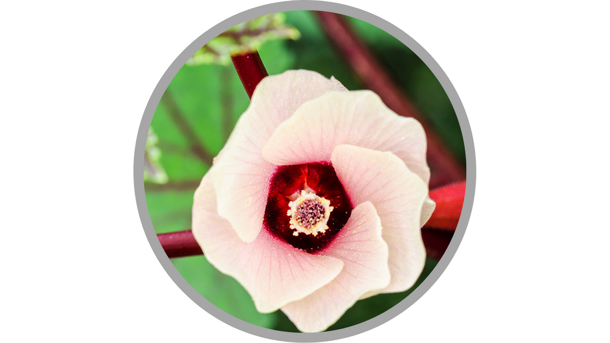 Certified Organic Hibiscus Sabdariffa (Hibiscus) Flower Extract