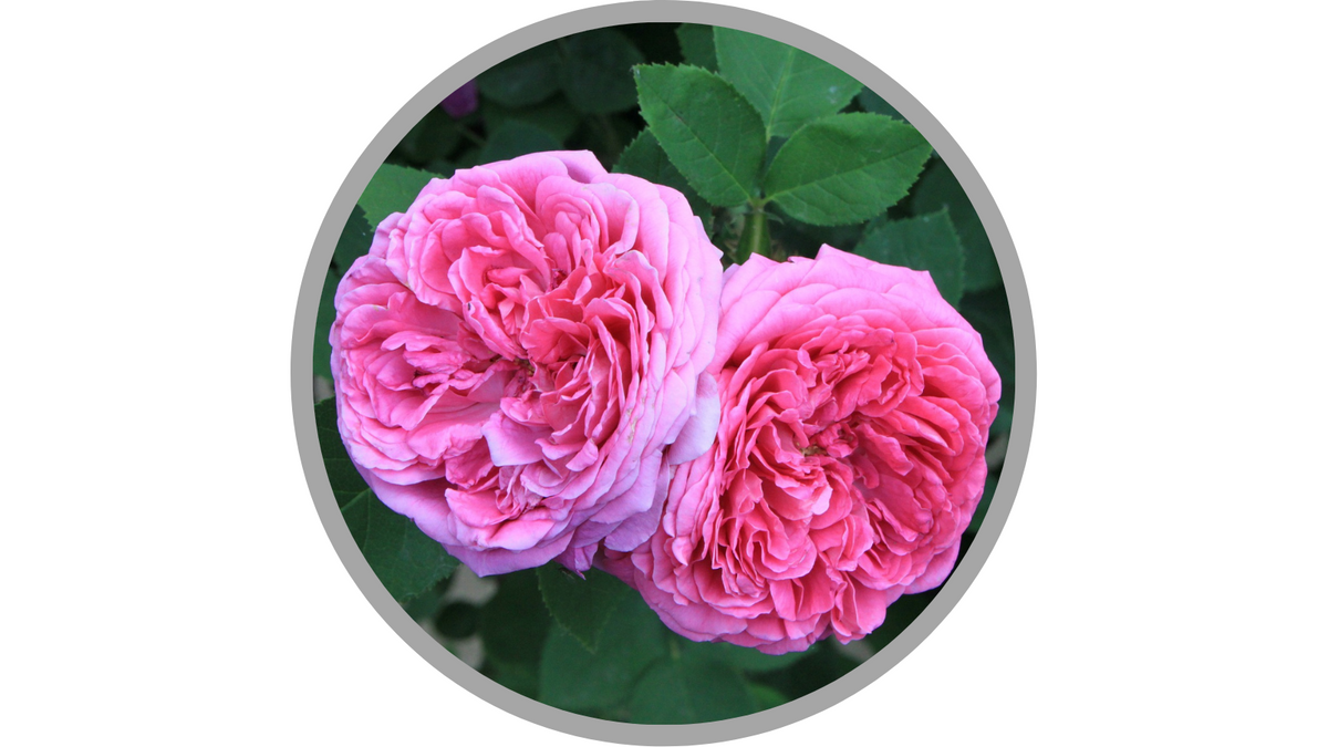 Certified Organic Rosa Damascena (Rose) Flower Water