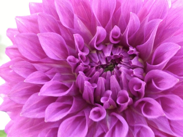 purple dahlia. so pretty.