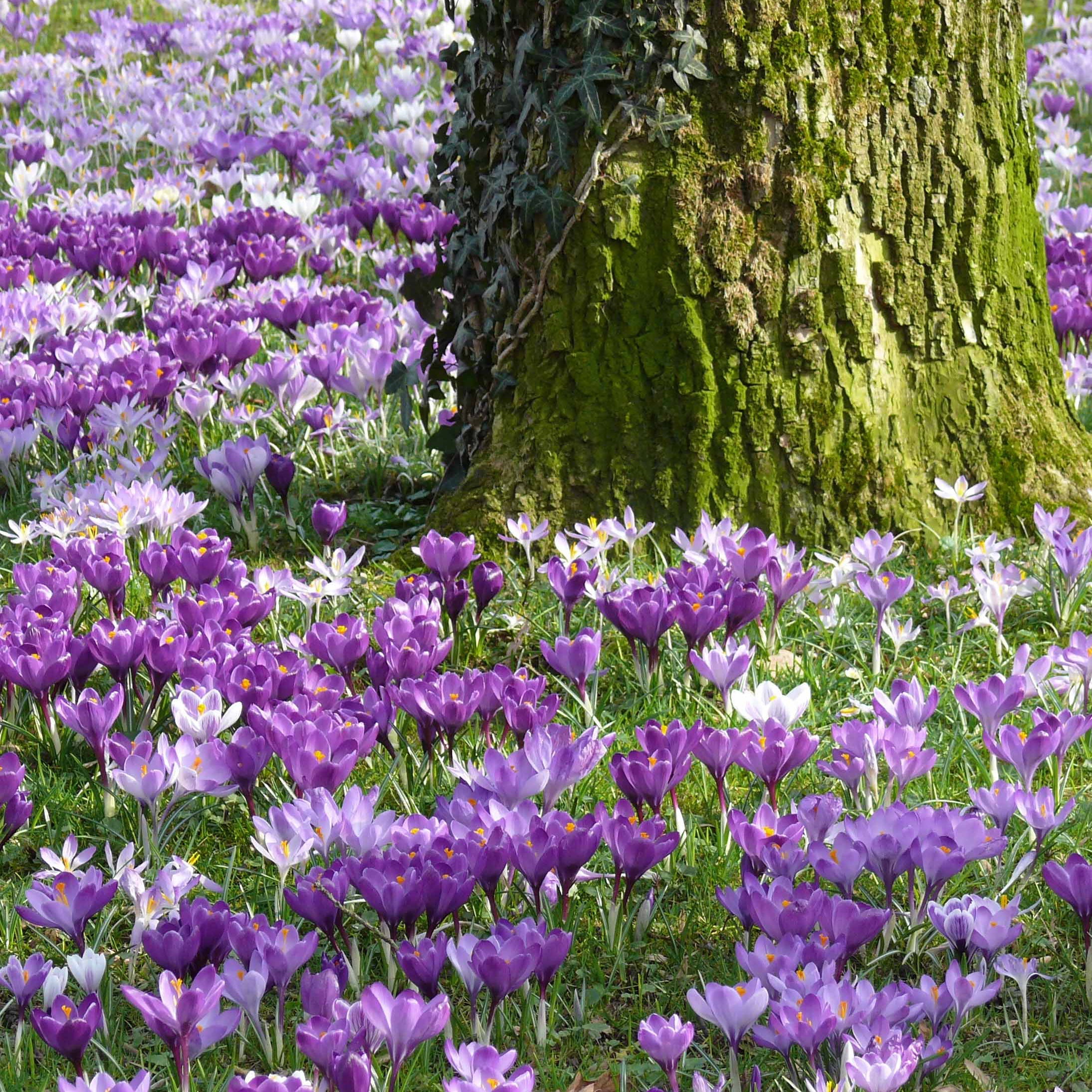 Krokus Grootbloemig gemengd - Bakker.com product image