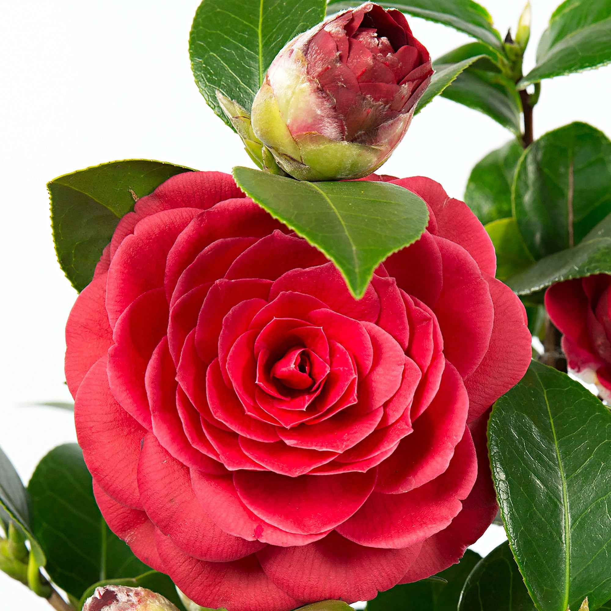 Camelia Camellia japonica Lace' incl. sierpot - kopen | Bakker.com
