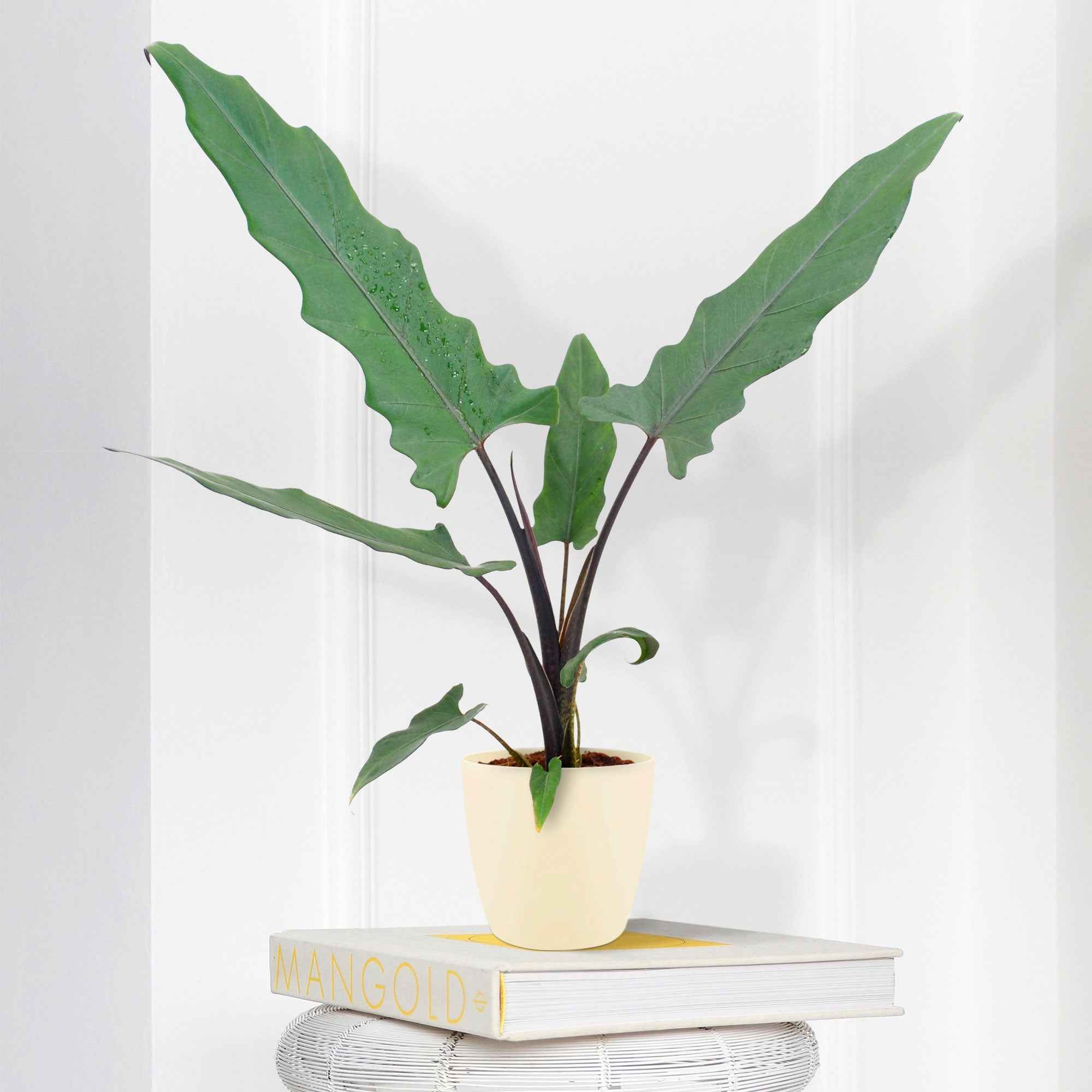 Koop Nu Kamerplant Olifantsoor Alocasia Lauterbachiana 