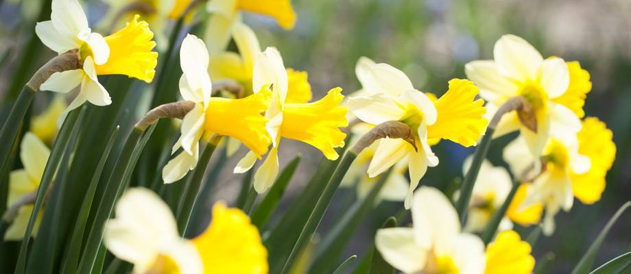 Le narcisse, premier rayon de soleil du printemps – Bakker.com