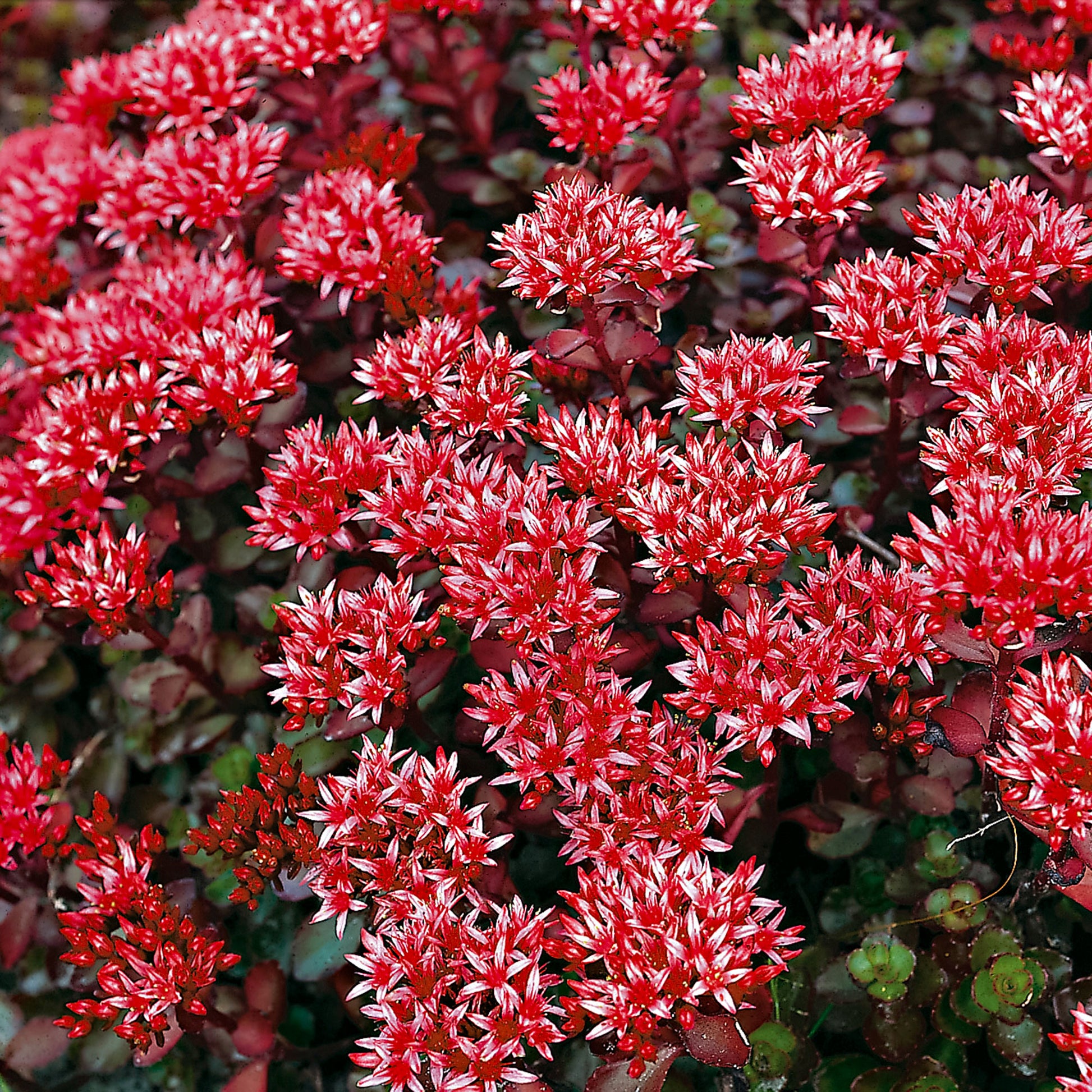 Achetez maintenant une plante vivace 6x Œnothère Sedum 'Schorbuser Blut'  rouge | Bakker.com