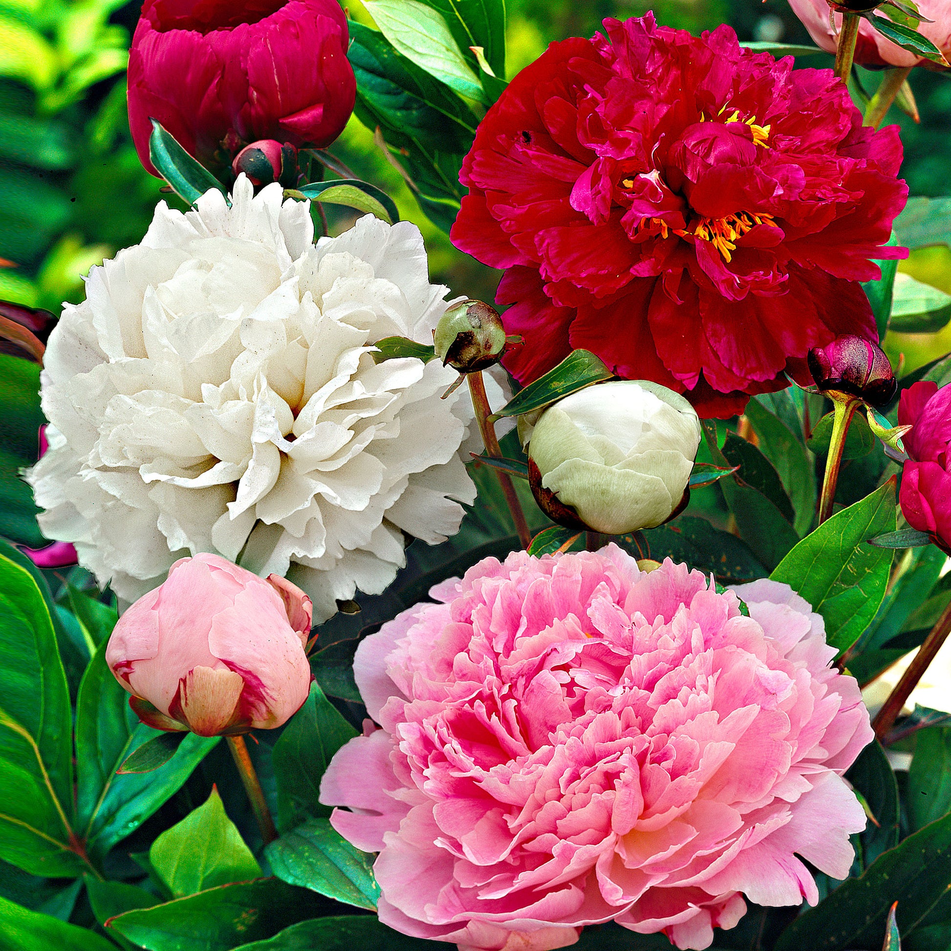 Achetez maintenant une plante vivace 3x Pivoine Paeonia rouge-rose-blanc -  Plants à racines nues | Bakker.com