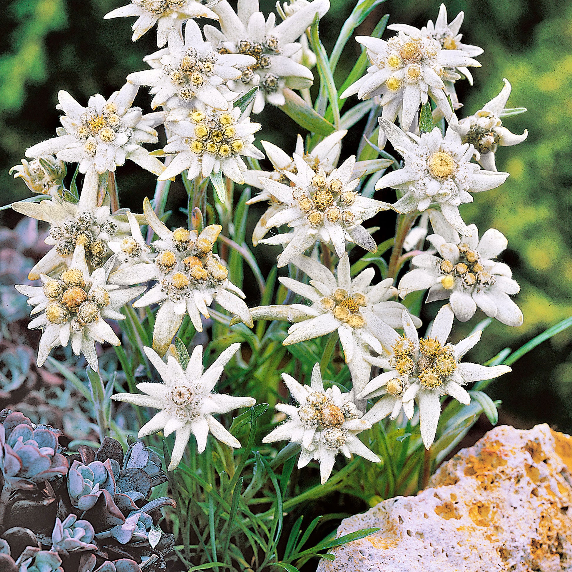 Achetez maintenant une plante vivace 6x Edelweiss Leontopodium alpinum  blanc-jaune | Bakker.com