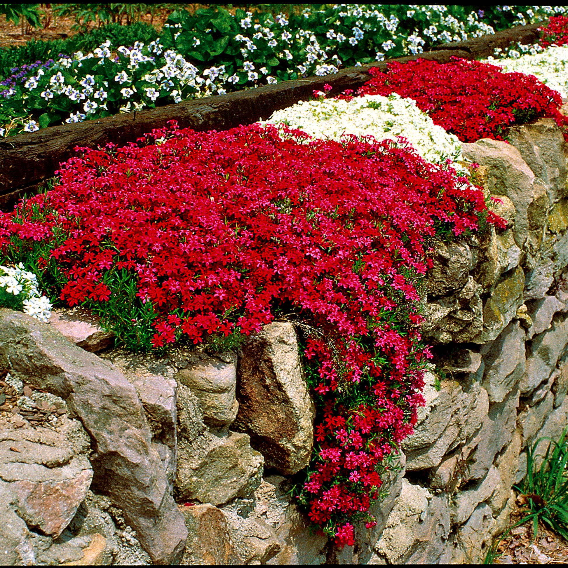 Achetez maintenant une plante vivace 5x Phlox mousse subulata rouge-blanc |  Bakker.com