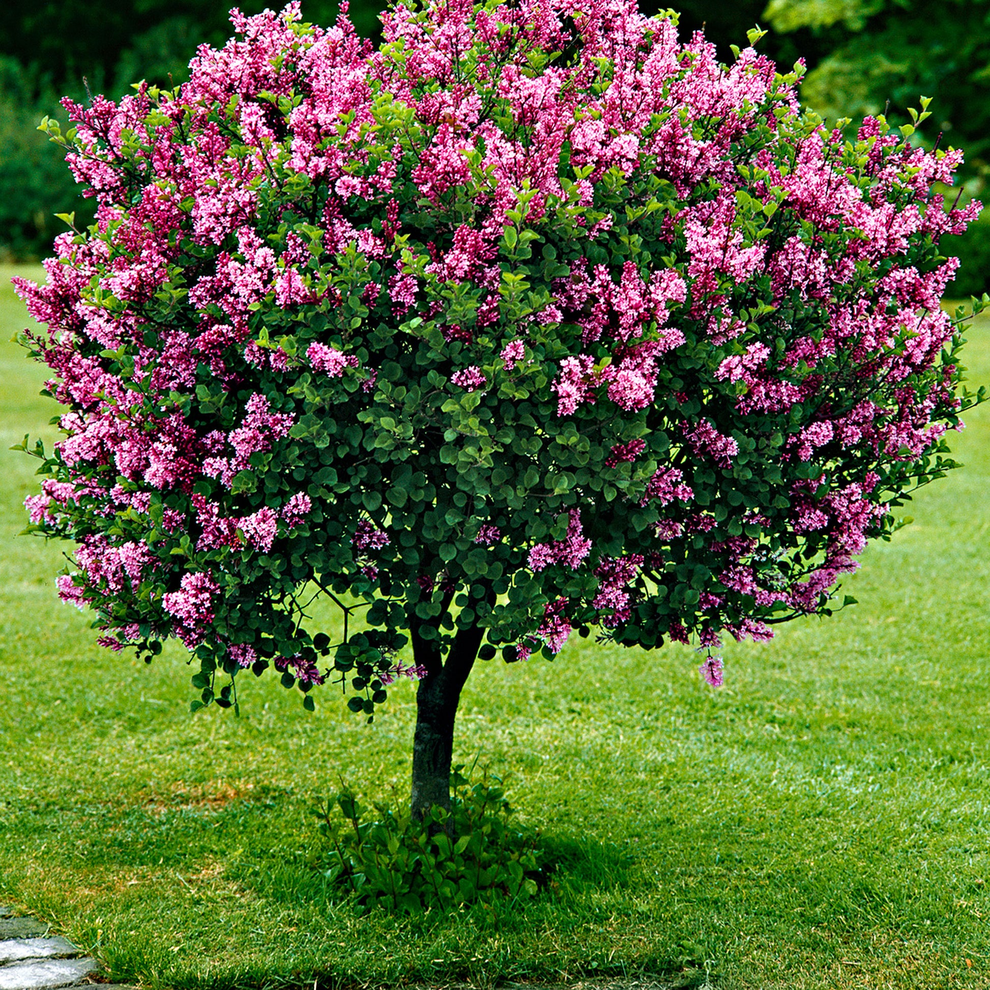 Achetez maintenant un arbuste d'ornement Lilas nain Syringa 'Palibin' Violet  sur tige acheter | Bakker.com