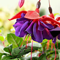 Achetez maintenant une plante annuelle 3x Doubles fleurs Fuchsia 'Voodoo'  rose-violet | Bakker.com