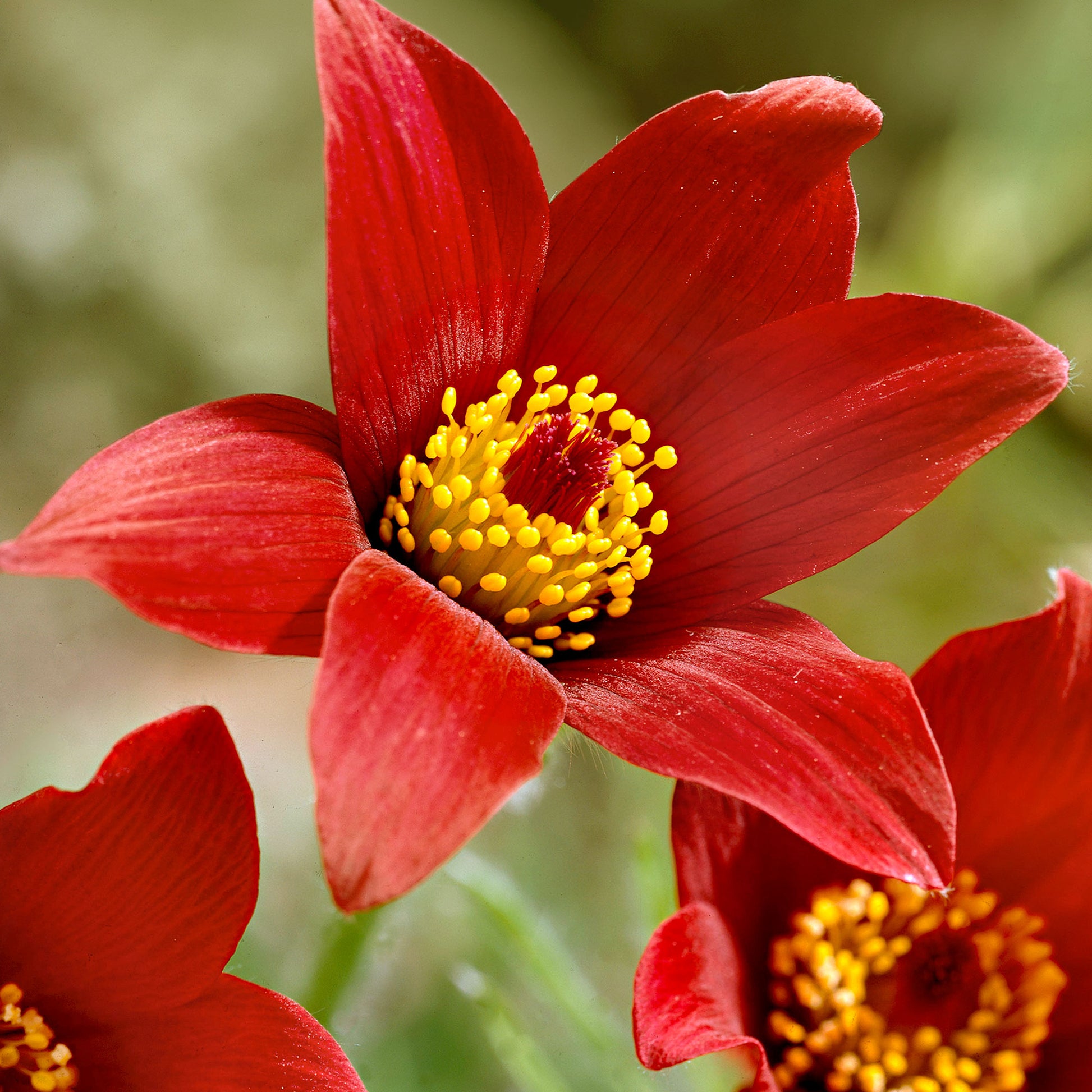 Achetez maintenant une plante vivace 3x Anémone pulsatille rouge-jaune -  Plants à racines nues | Bakker.com