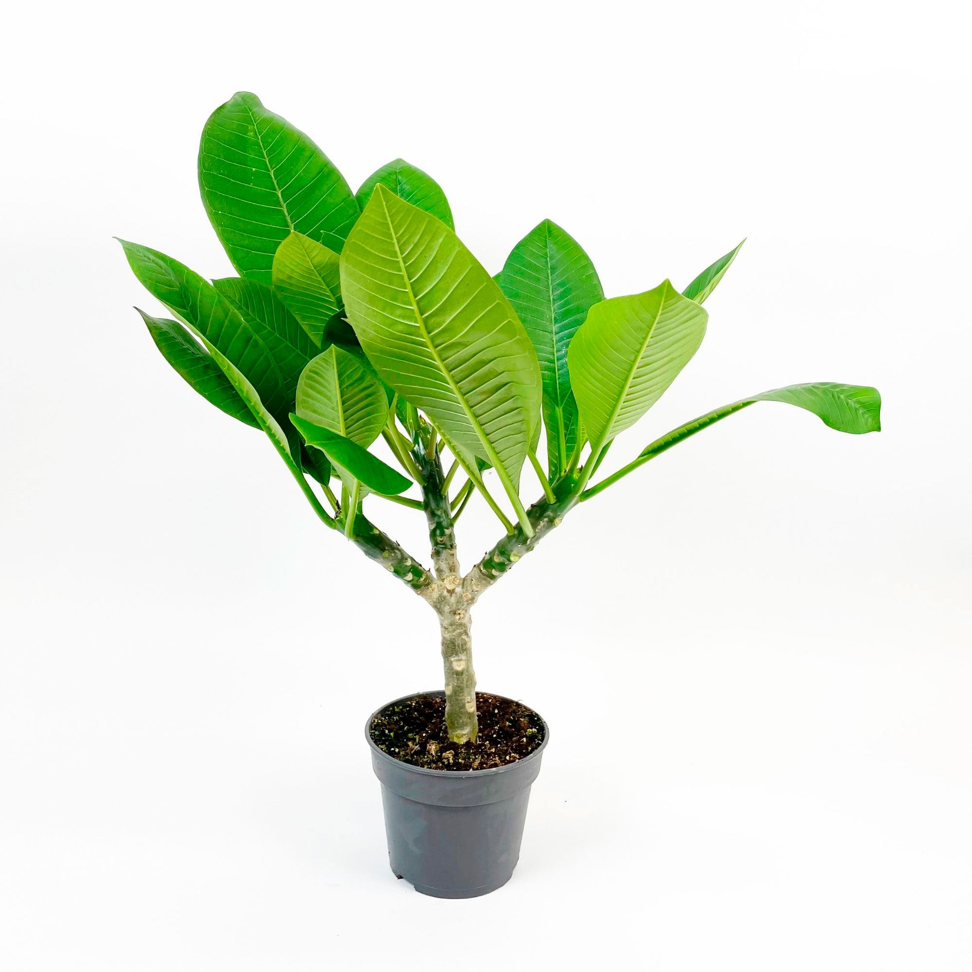 Achetez maintenant une plante d'intérieur Frangipanier des îles Plumeria  'Hawaiian' Rose | Bakker.com