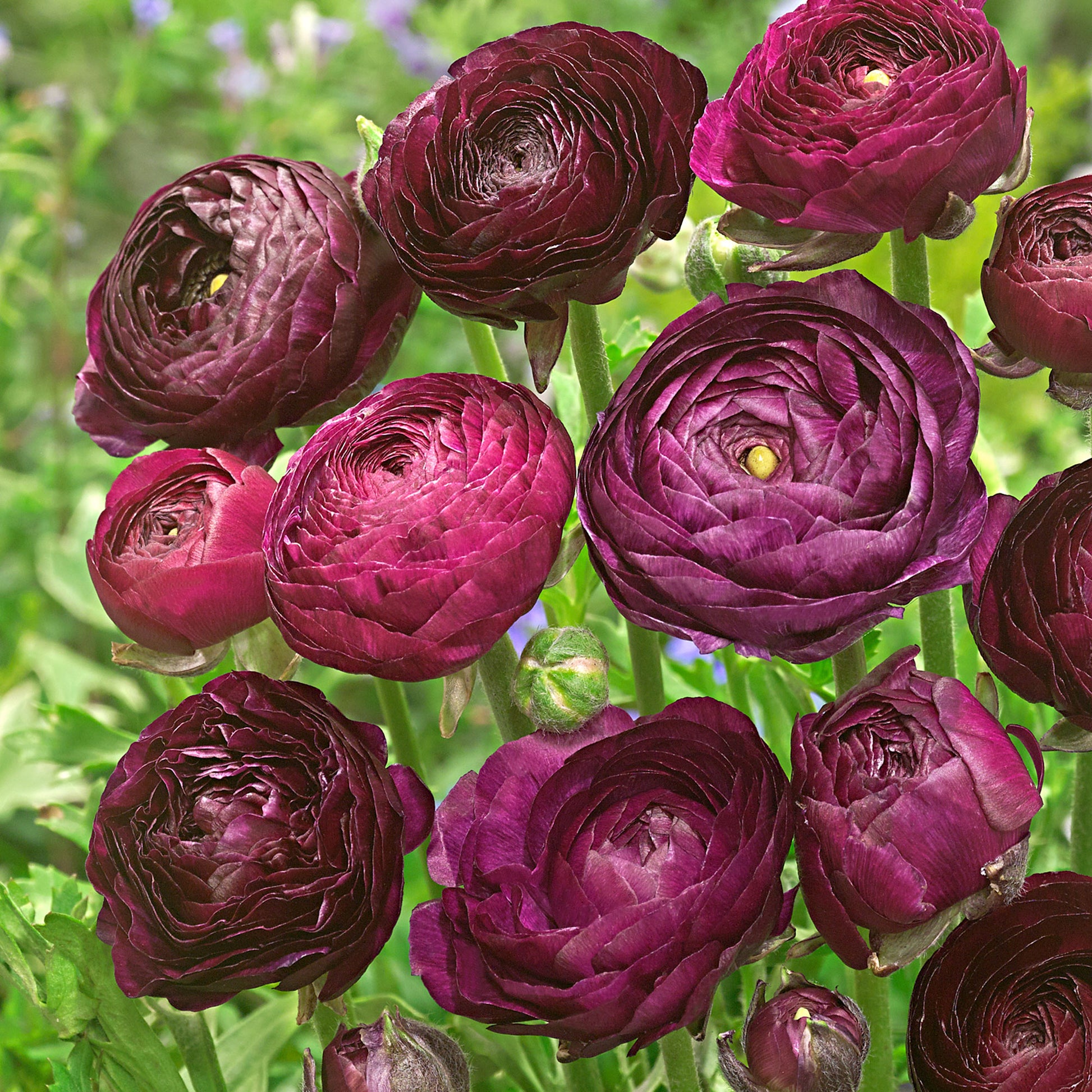 Doubles fleurs renoncule Ranunculus 'Purple Sensation' violet acheter |  Bakker.com