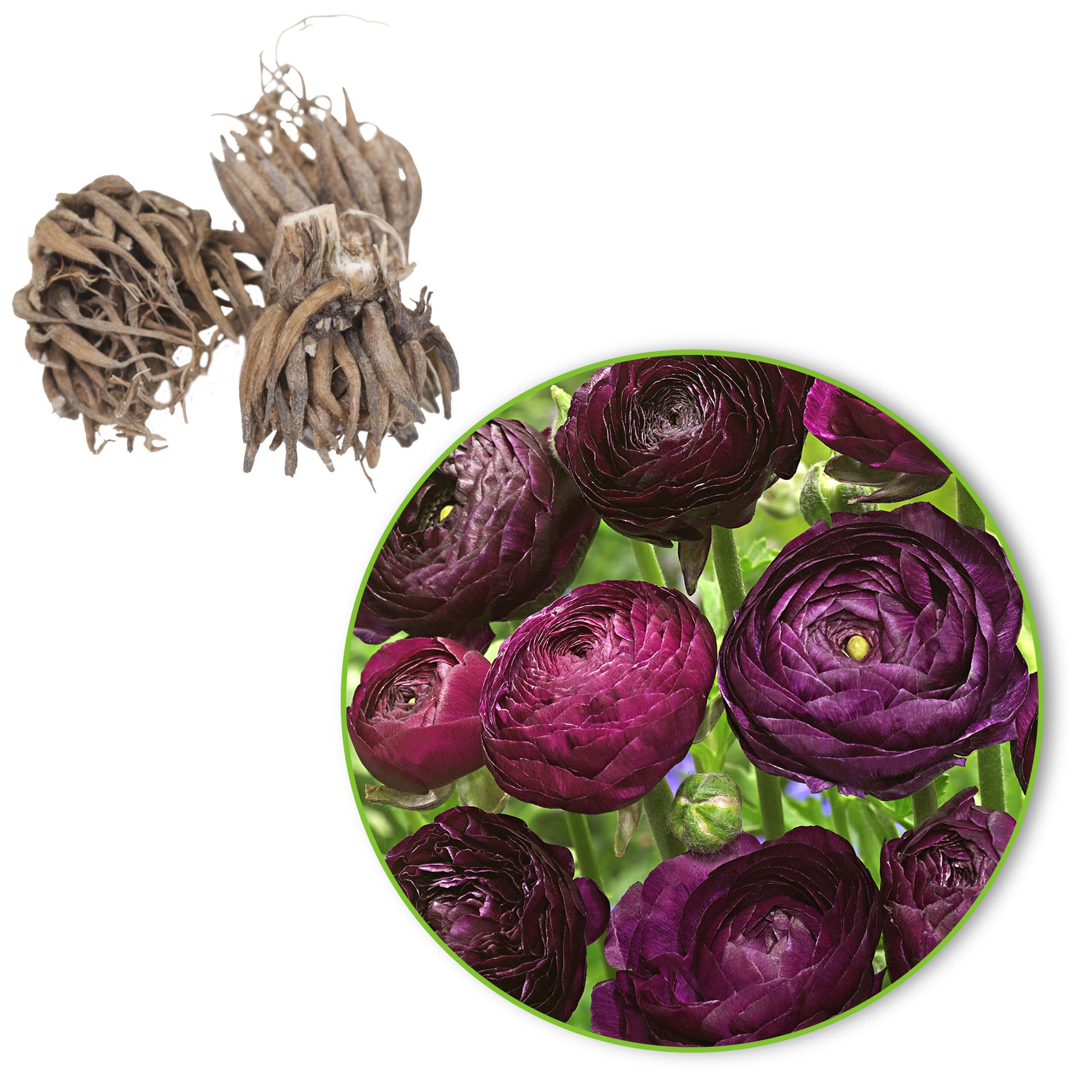 Doubles fleurs renoncule Ranunculus 'Purple Sensation' violet acheter |  Bakker.com
