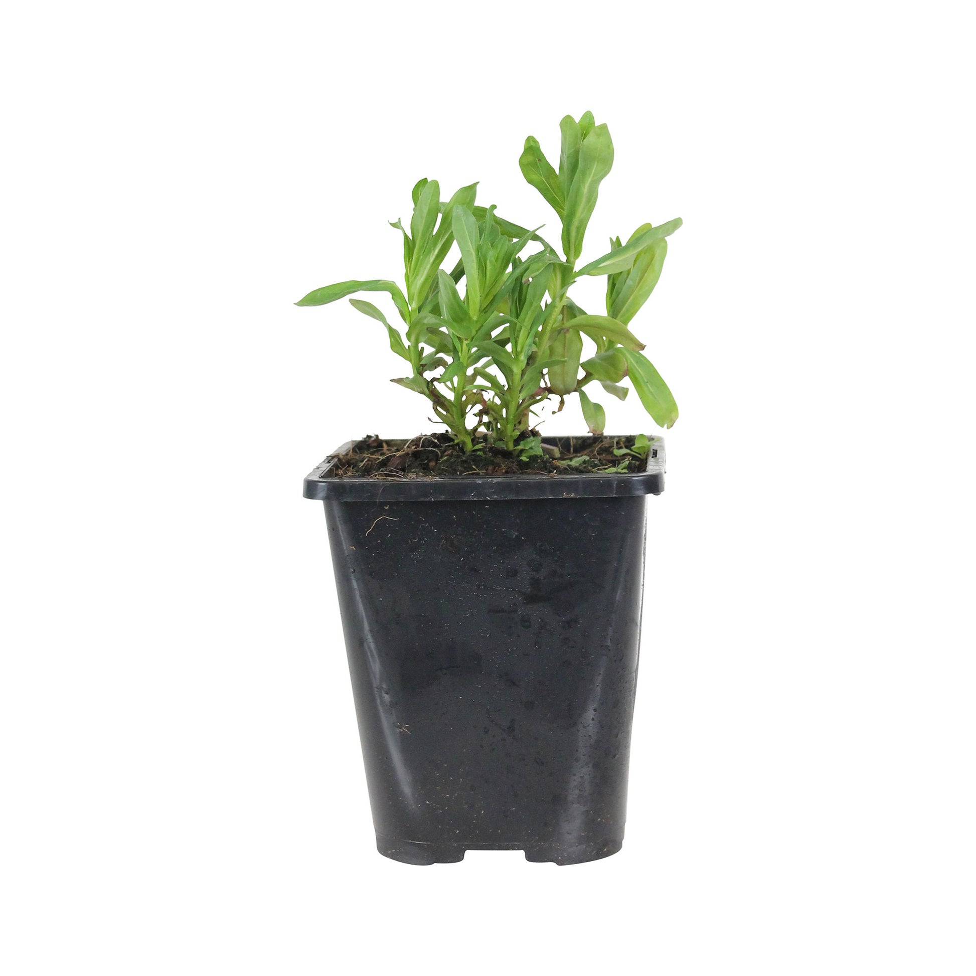 Achetez maintenant une plante vivace Grande salicaire commune Lythrum  salicaria violette Biologique | Bakker.com