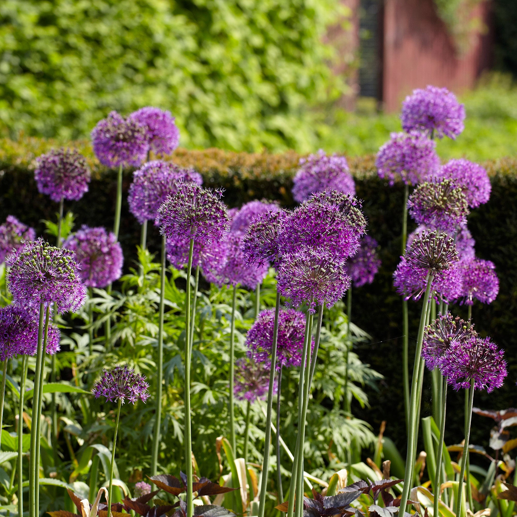 15x Allium 'Purple Sensation' Violet acheter | Bakker.com